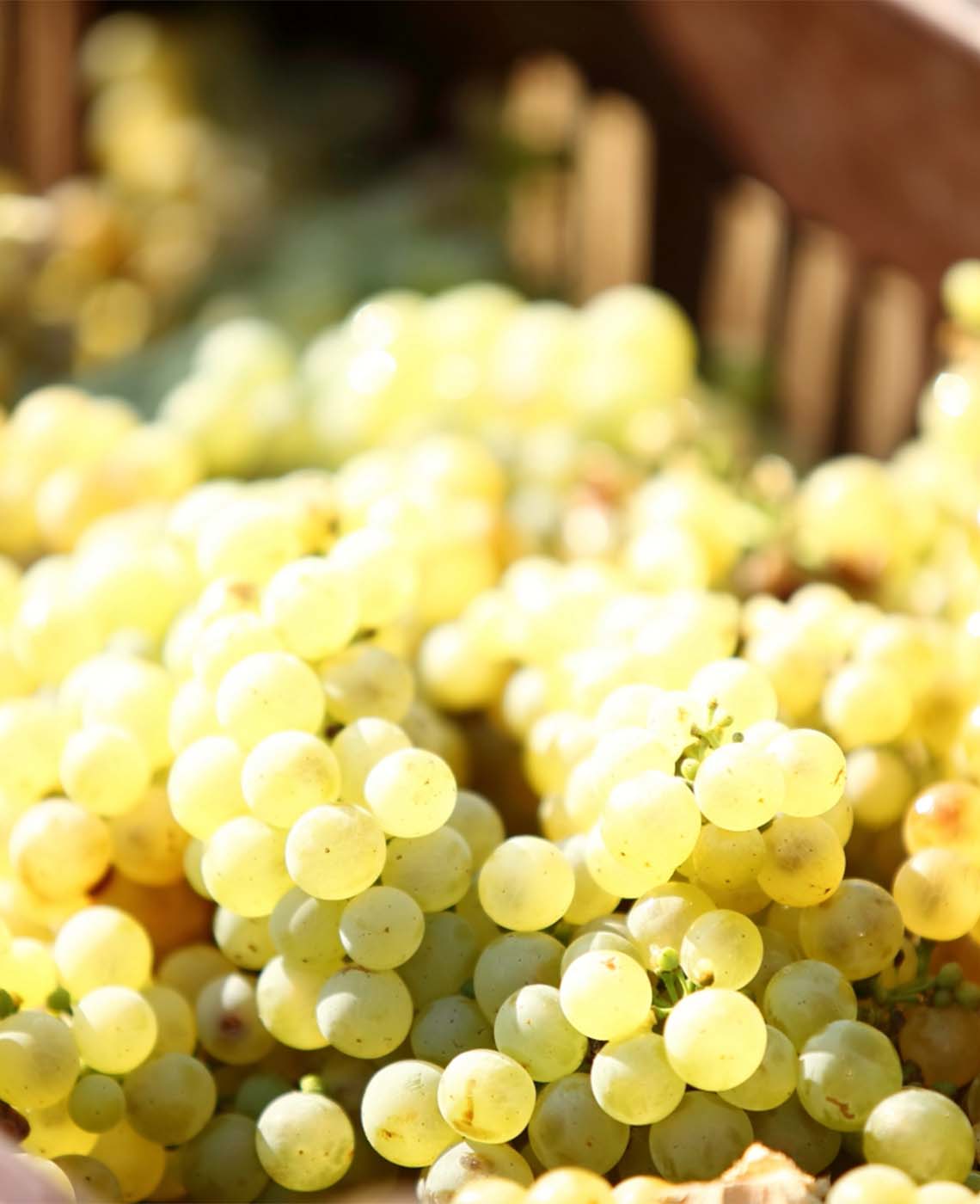 about-us-kefalonia-wine-tour-grapes